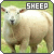Schafe <3